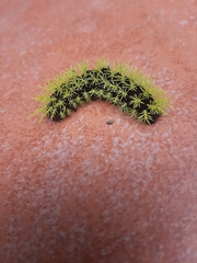 Leucanella