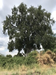 Diospyros mespiliformis