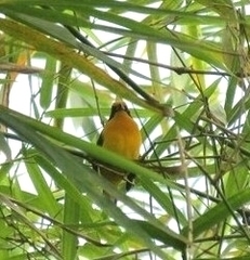Euphonia violacea