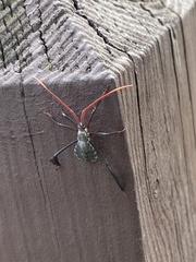 Acanthocephala declivis