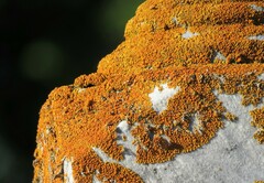 Polycauliona candelaria
