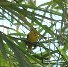 Euphonia violacea