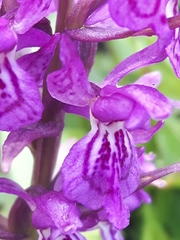 Dactylorhiza lapponica