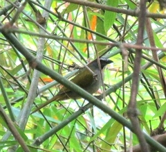 Saltator maximus