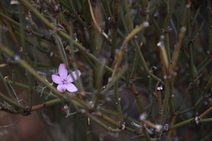 Stephanomeria exigua