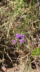 Liatris punctata