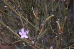 Stephanomeria exigua