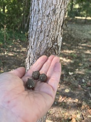 Disholcaspis simulata