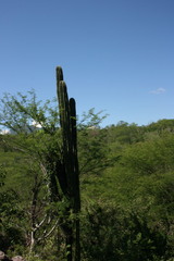 Pachycereus