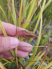 Carex gynandra