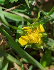 Potentilla indica