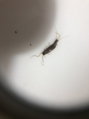 Ctenolepisma lineatum