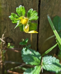 Potentilla indica