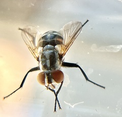 Gymnoclytia