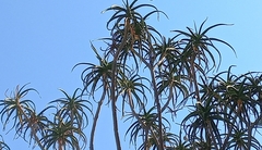Aloidendron barberae