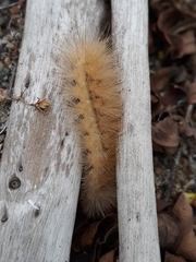 Phragmatobia fuliginosa