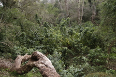 Acanthus polystachyus