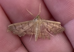 Spilomelinae