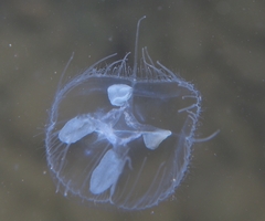 Craspedacusta sowerbii