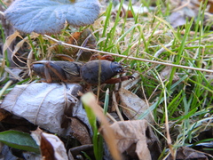 Gryllotalpa gryllotalpa