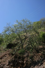 Lysiloma divaricatum