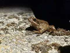 Rana iberica