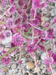Cycloloma atriplicifolium
