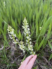 Stackhousia monogyna