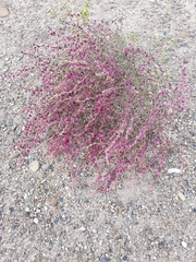 Cycloloma atriplicifolium