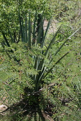 Agave angustifolia