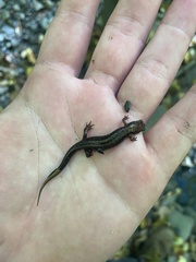 Desmognathus ochrophaeus