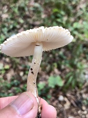 Lepiota
