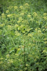 Smyrnium olusatrum