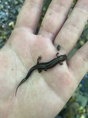 Desmognathus ochrophaeus