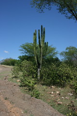 Pachycereus pecten-aboriginum