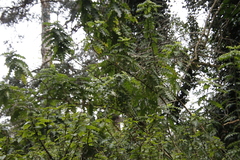 Acanthus polystachyus