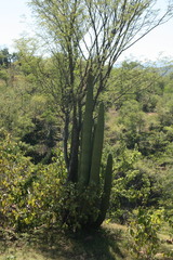 Stenocereus thurberi