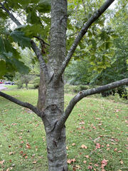 Quercus shumardii