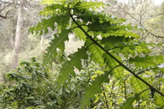 Acanthus polystachyus