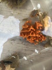 Clathria prolifera