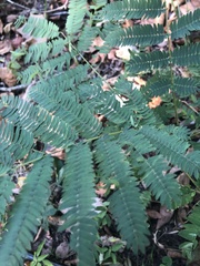 Albizia julibrissin