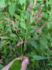 Persicaria longiseta