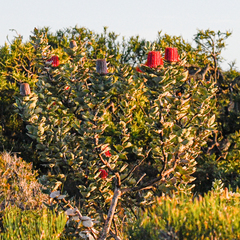 Banksia coccinea