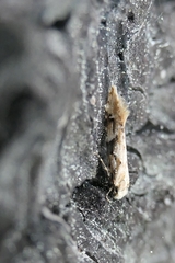 Crypsitricha mesotypa