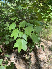 Acer leucoderme