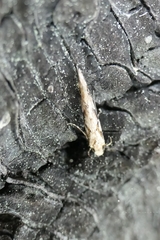 Crypsitricha mesotypa