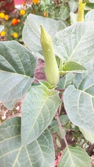 Datura innoxia