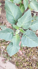 Datura innoxia