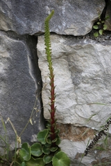 Umbilicus horizontalis