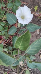 Datura innoxia